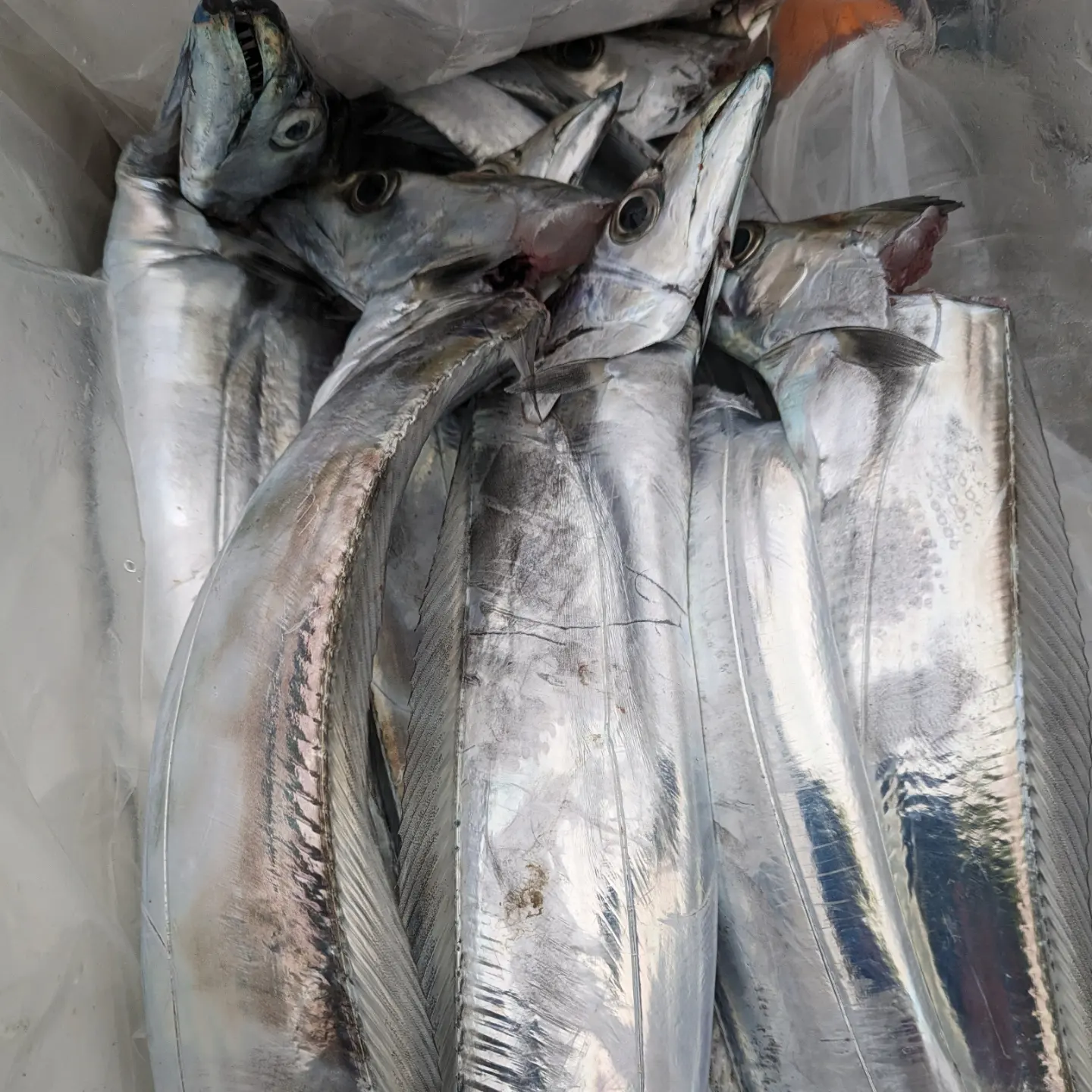 IMG_20231214_192348_909