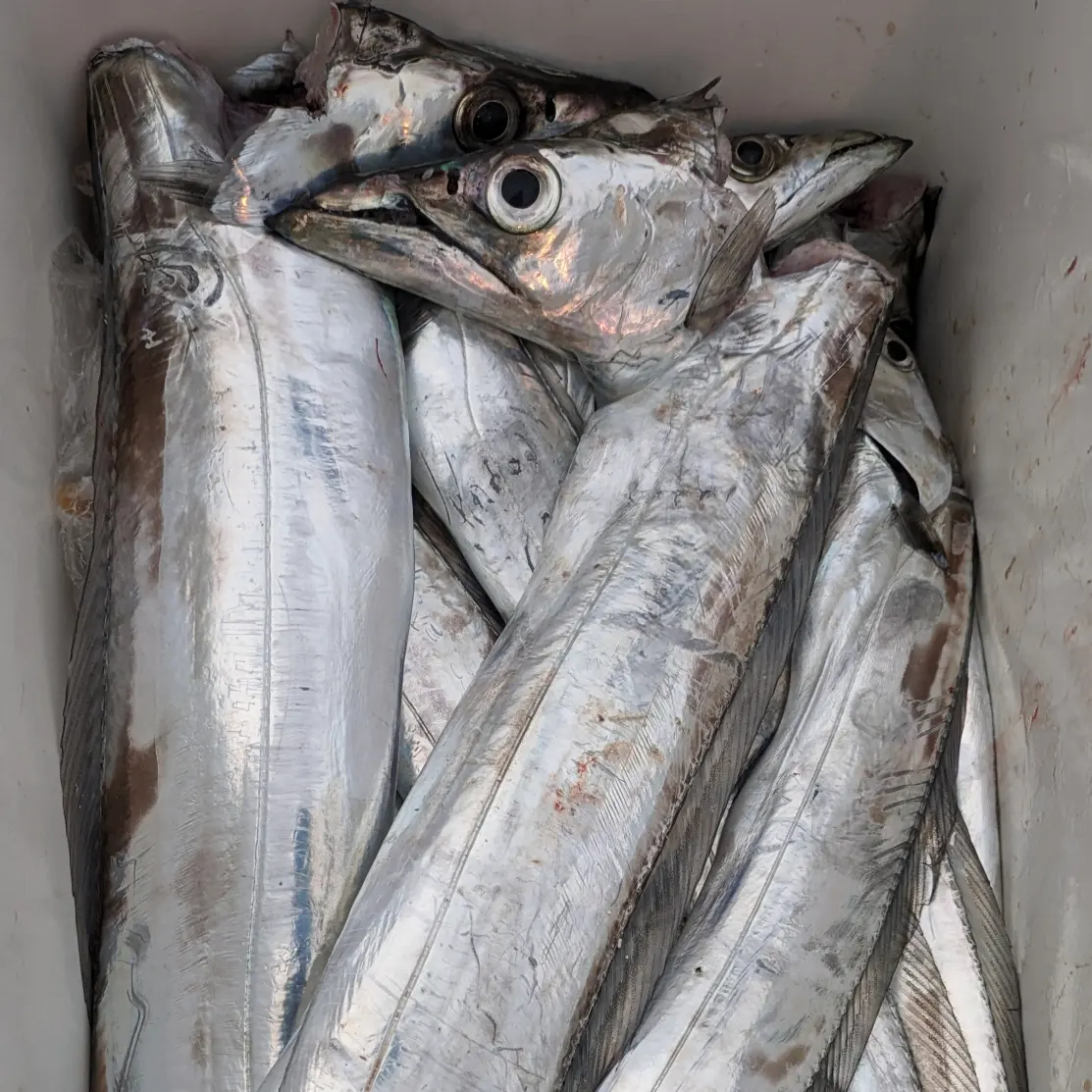 IMG_20231214_192348_926