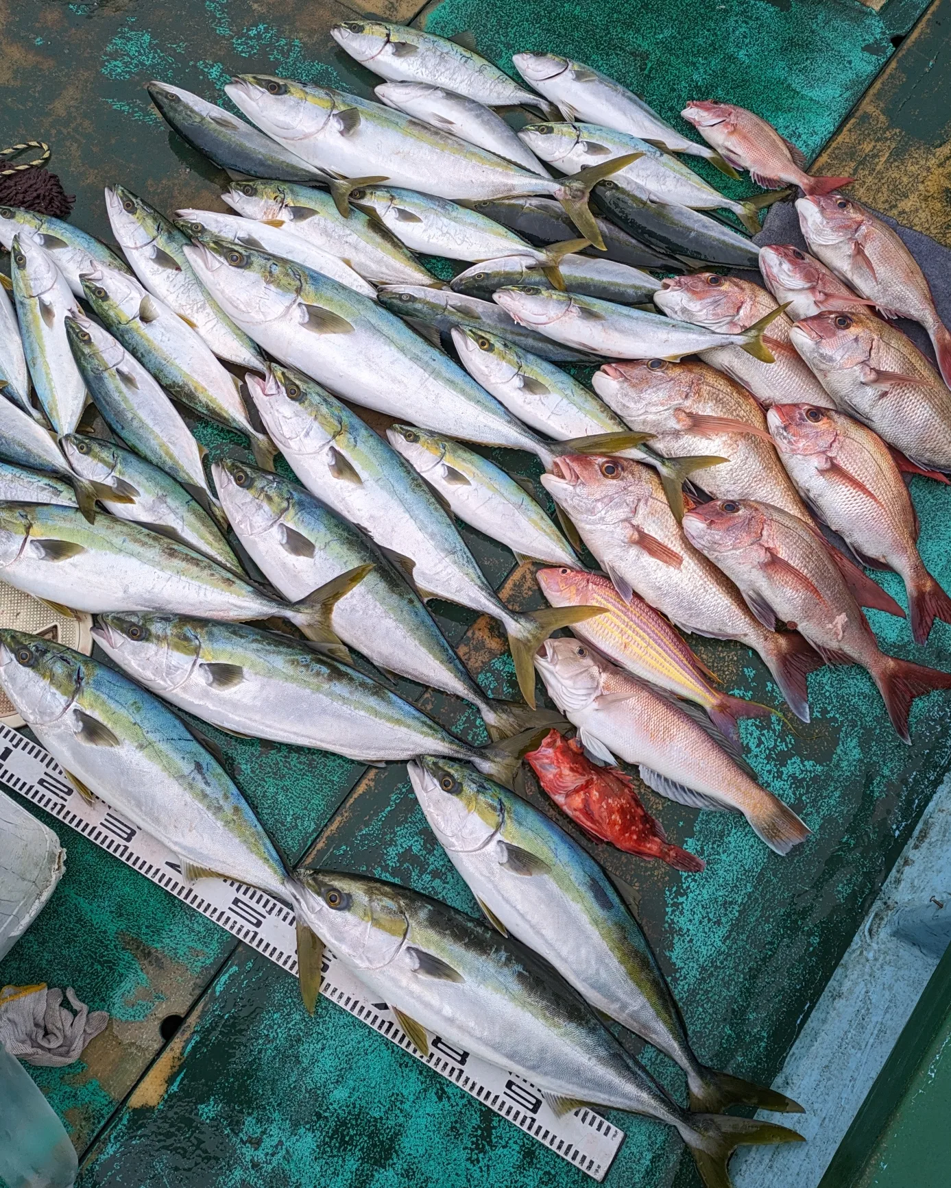 IMG_20240118_181400_062