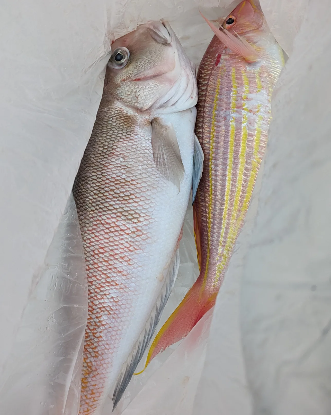 IMG_20240118_181400_086